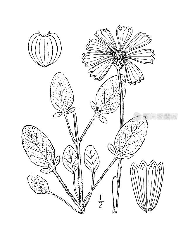古植物学植物插图:Coreopsis auricolata, Running Tickseed